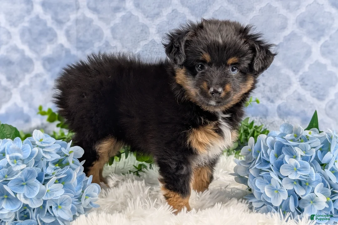 Toy Australian Shepherd dogs for sale: Brittlyn - Ad 8