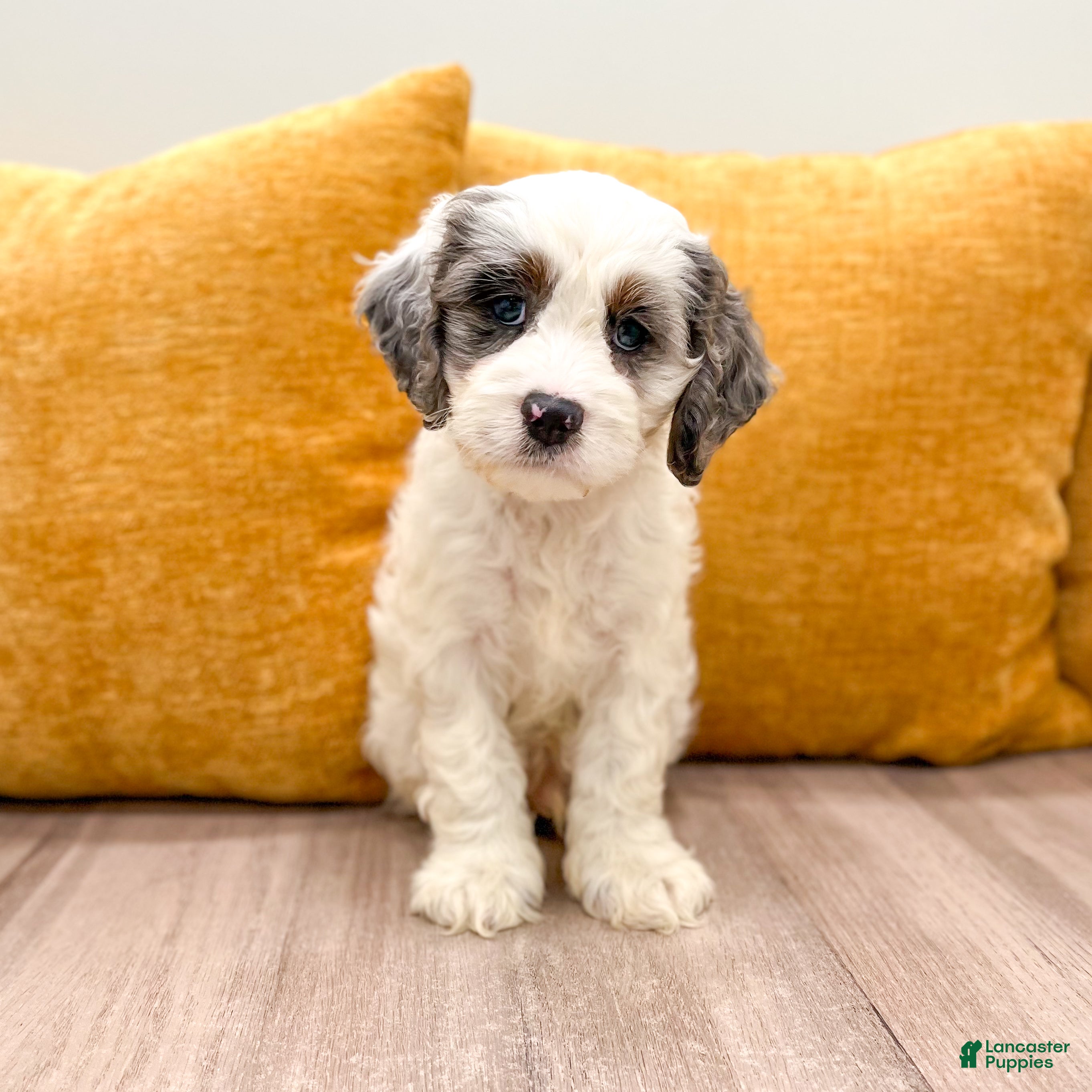 Cockapoo dogs Bruno - Ad 1