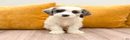 Cockapoo dogs for sale: Bruno - Ad 1