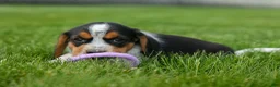 Beagle dogs for sale:  Charlie 🐶✨ - Ad 7