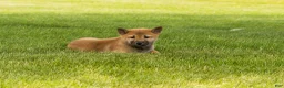 Shiba Inu dogs for sale: Jake - Ad 9
