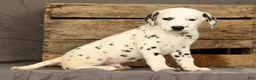 Dalmatian dogs for sale: Brock - Ad 8