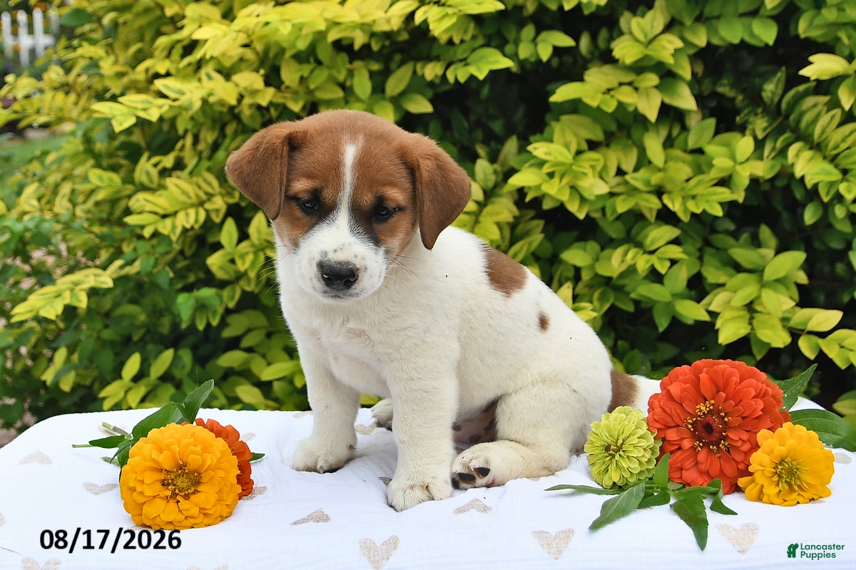 Mixed Breed dogs Diesel - Ad 2