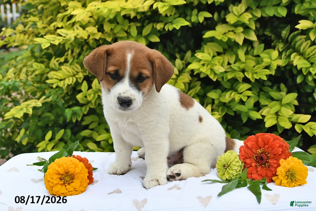 Mixed Breed dogs for sale: Diesel - Ad 2