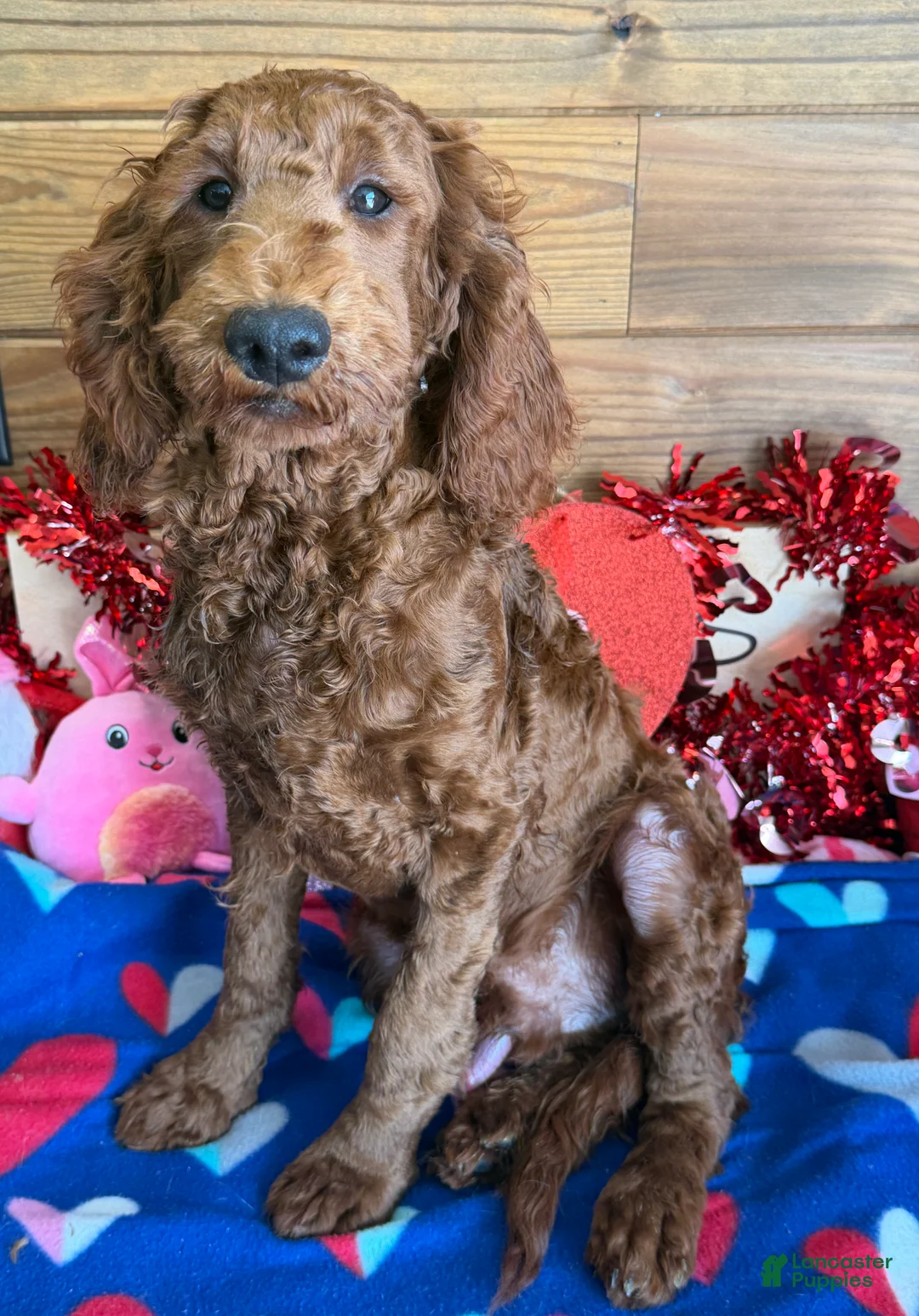 Mini Goldendoodle dogs for sale: Rip - Ad 2