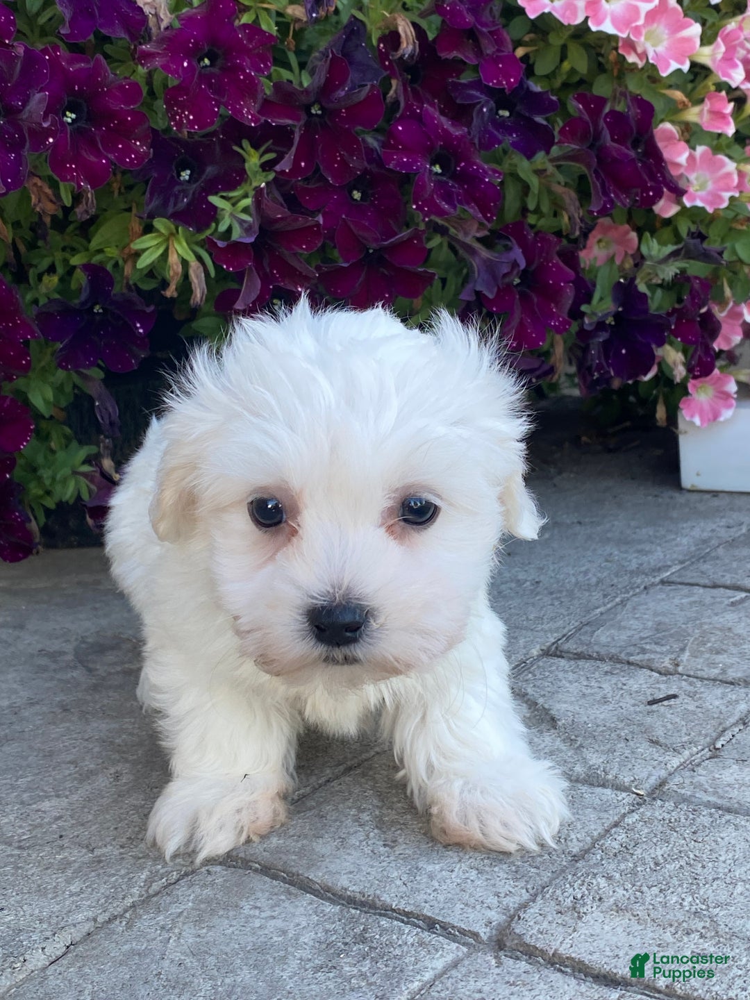 Coton De Tulear dogs for sale: Clifton  - Ad 4