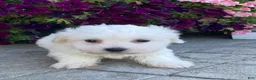 Coton De Tulear dogs for sale: Clifton  - Ad 4
