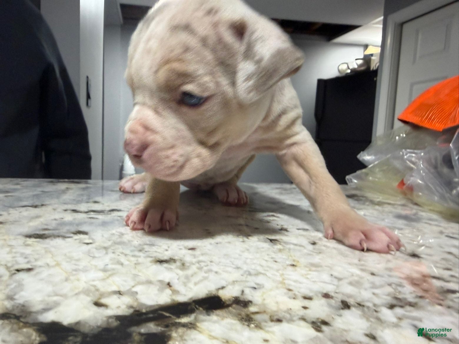 American Bully dogs American Bully Puppy 5 - Ad 2