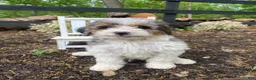 Bernedoodle dogs for sale: Franky - Ad 1