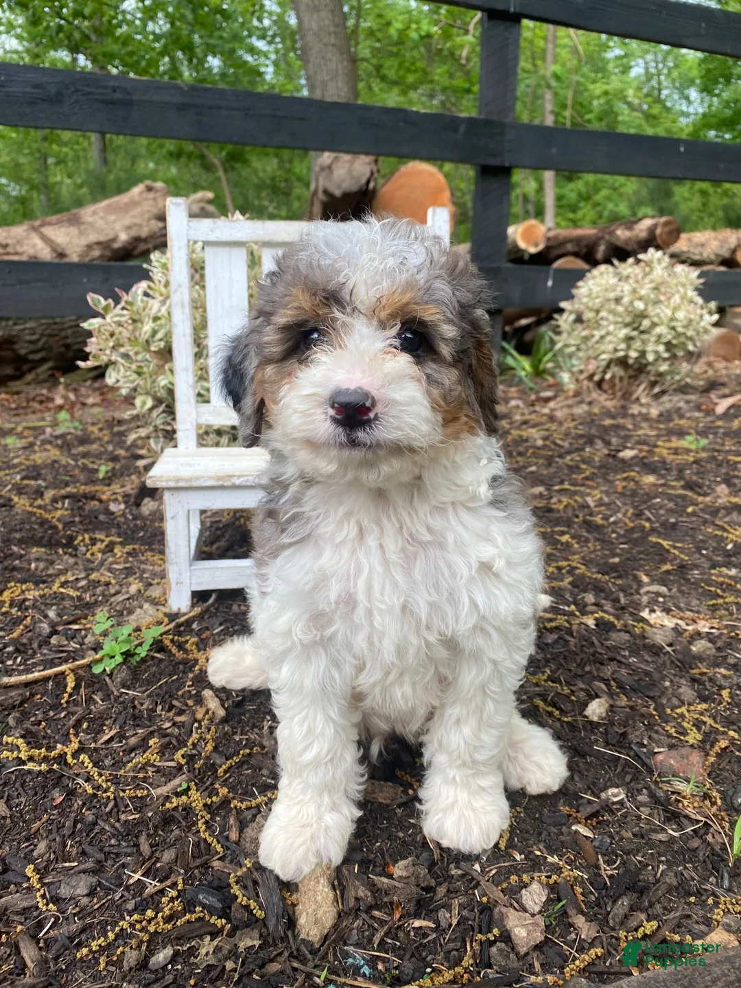 Bernedoodle dogs for sale: Franky - Ad 1