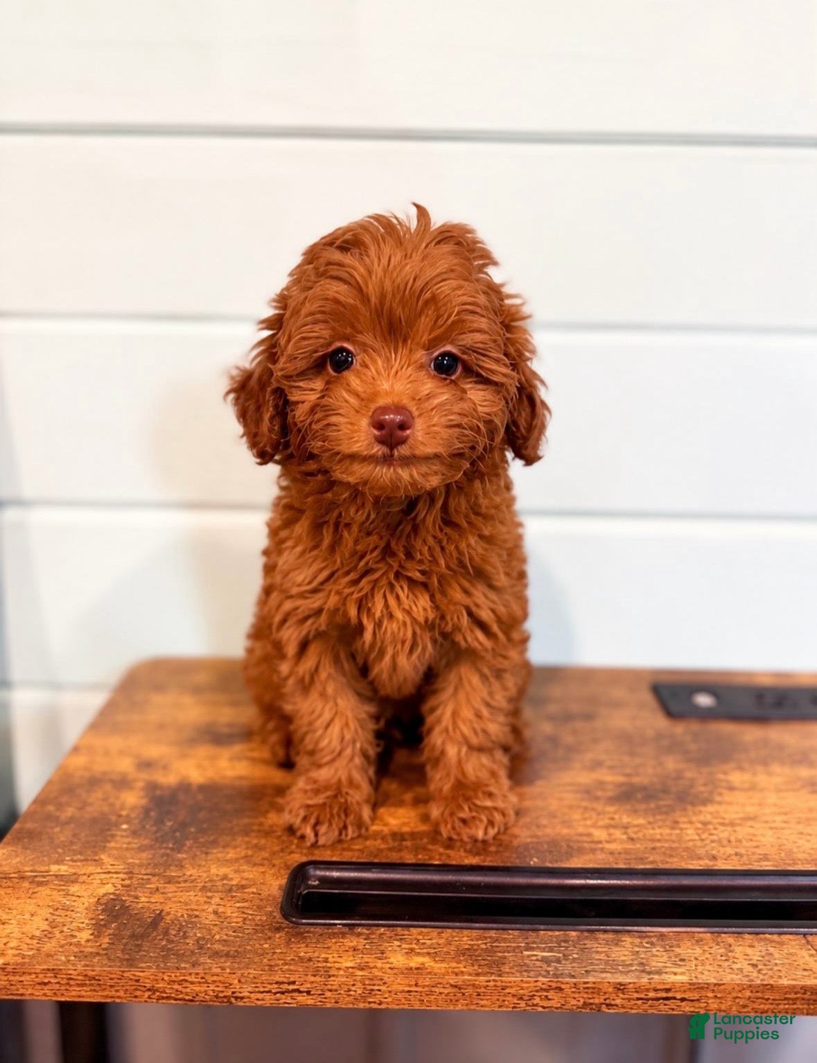 Mini Aussiedoodle dogs Mini Aussiedoodle Puppy 1 - Ad 7