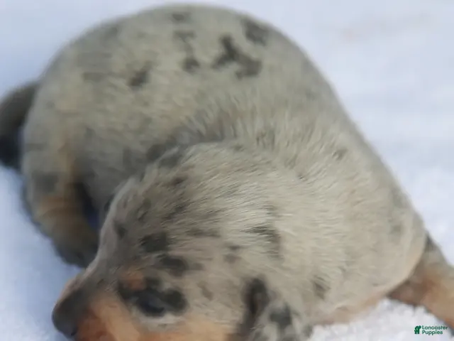 Dachshund dogs for sale: Reverse Blue and Tan Dapple Male - Ad 1