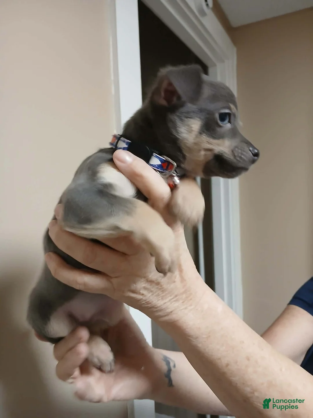 Chihuahua dogs for sale: Steel (toy) - Ad 7