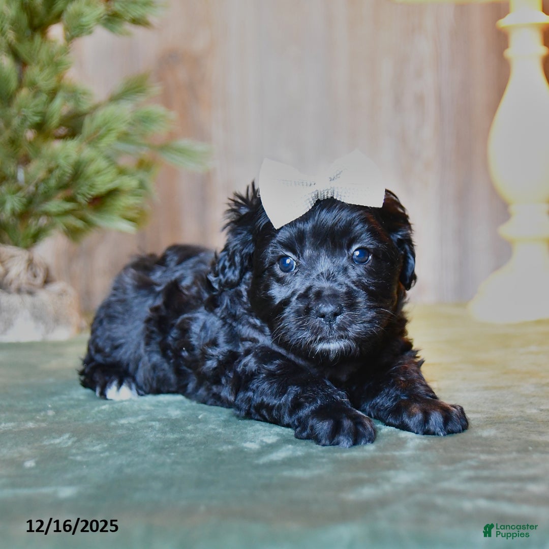 Mini Aussiedoodle dogs for sale: Saphire - Ad 1