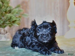 Mini Aussiedoodle dogs Saphire - Ad 22