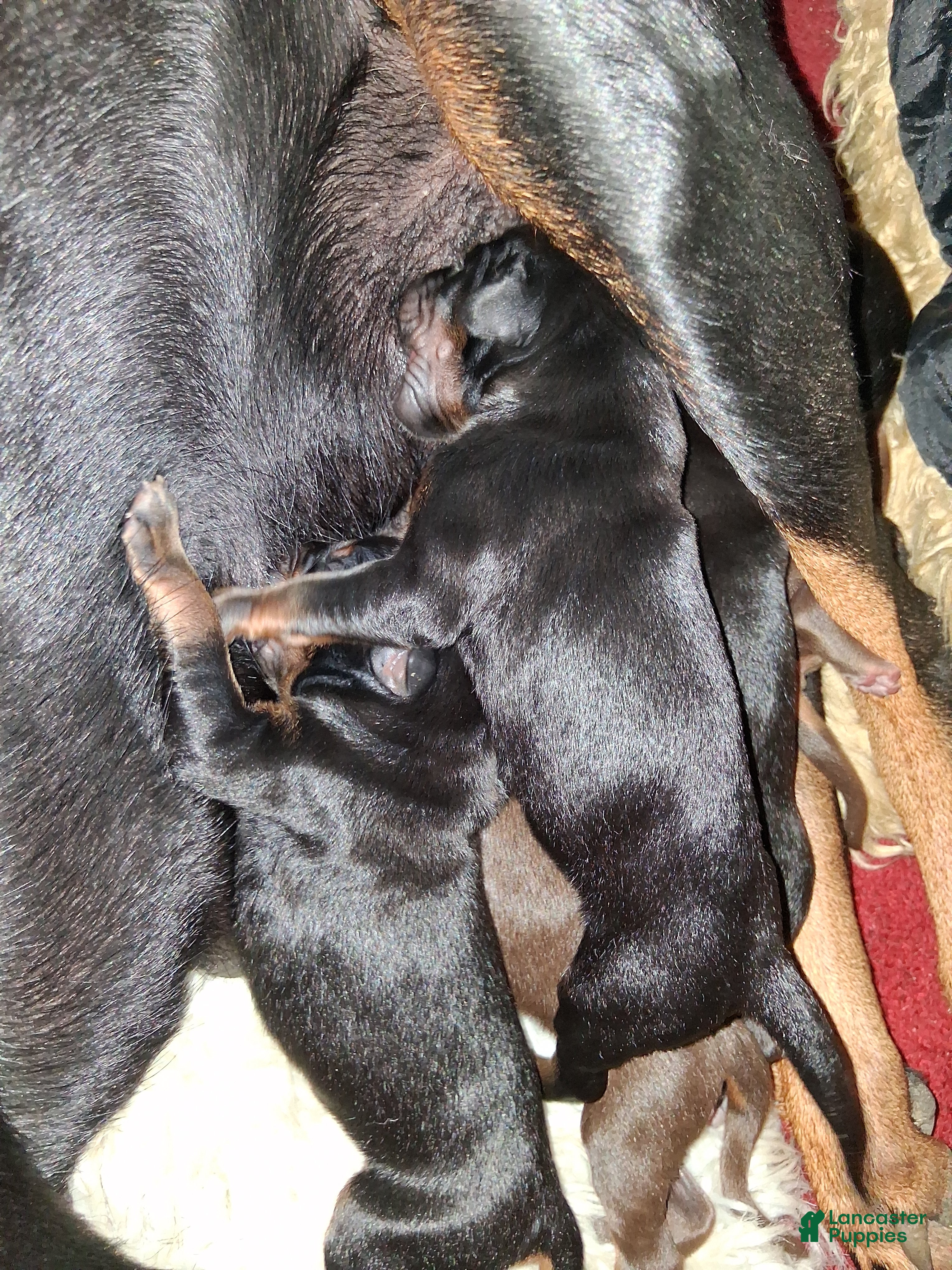 Doberman Pinscher dogs for sale: Doberman Pinscher 1 - Ad 9