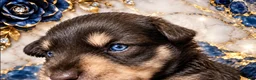 Miniature Schnauzer dogs for sale: Sassy - Ad 1