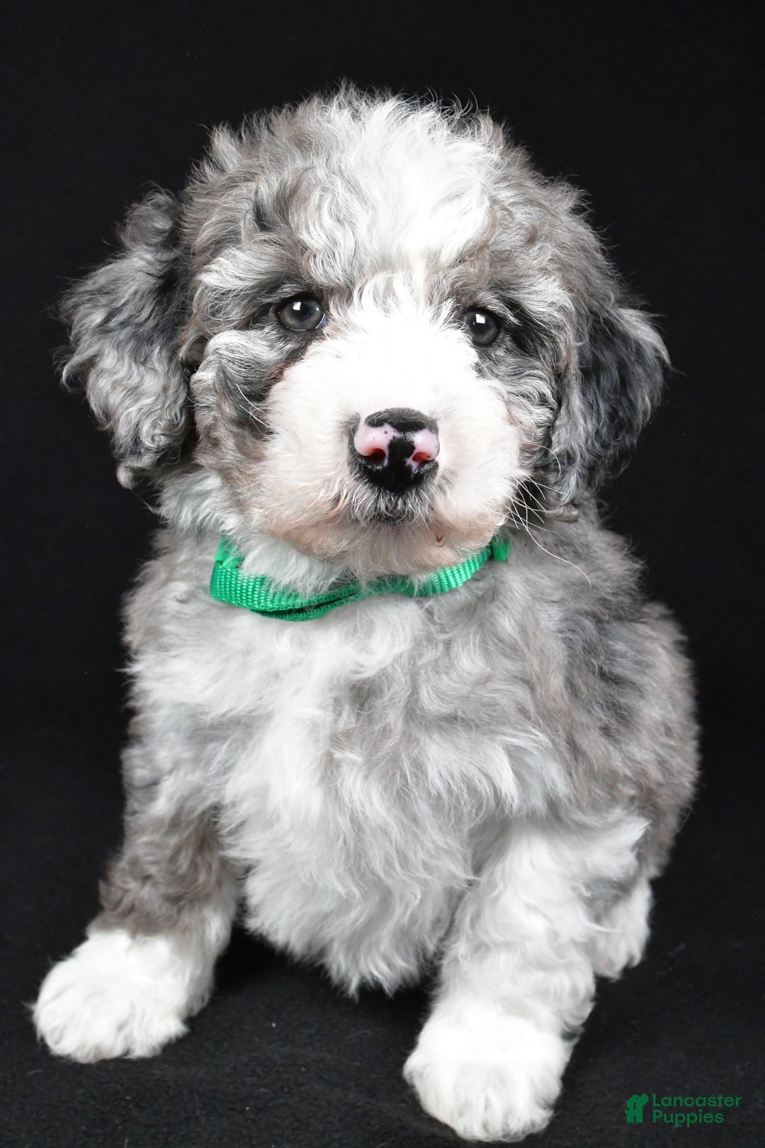 Sheepadoodle dogs for sale: Coco - Ad 7