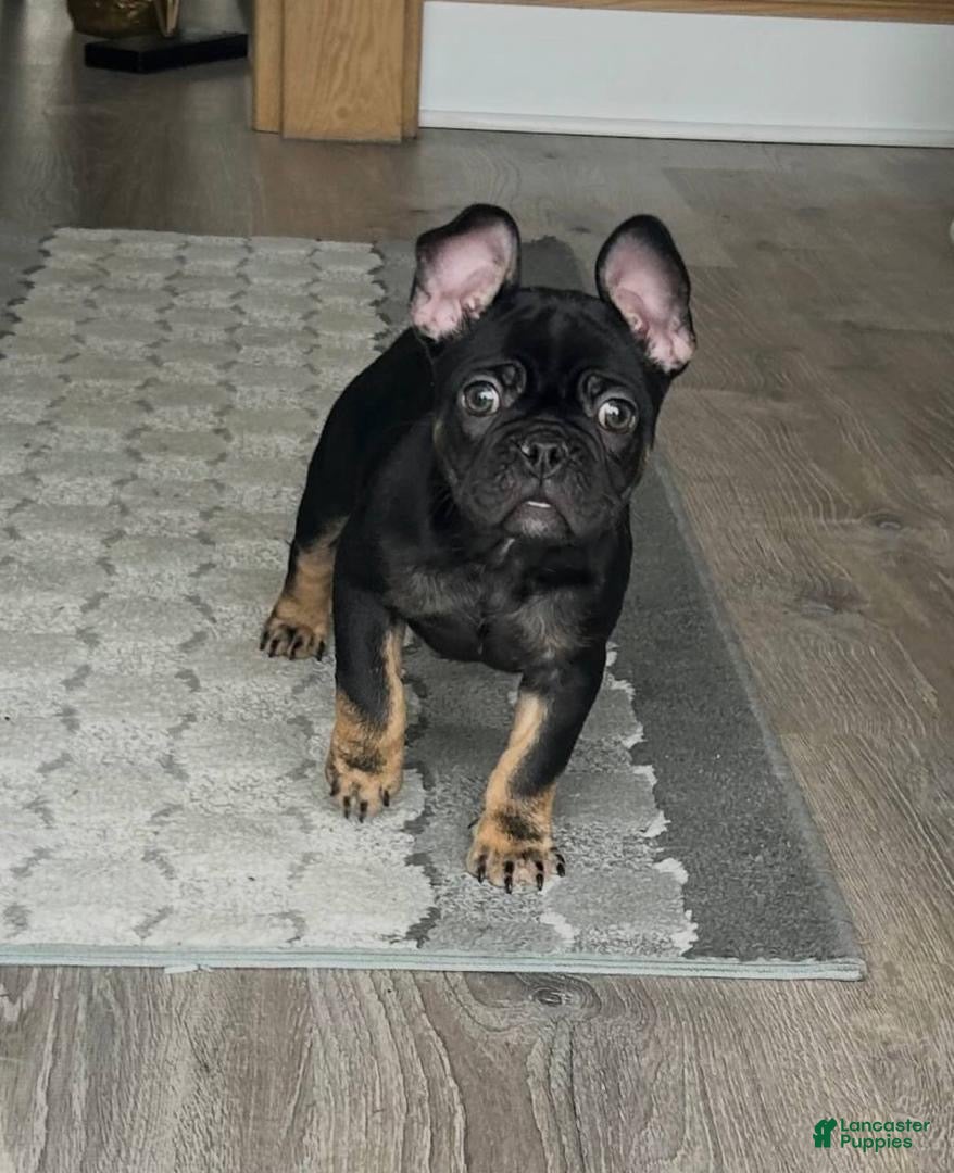 French Bulldog dogs French Bulldog Puppy 4 - Ad 10