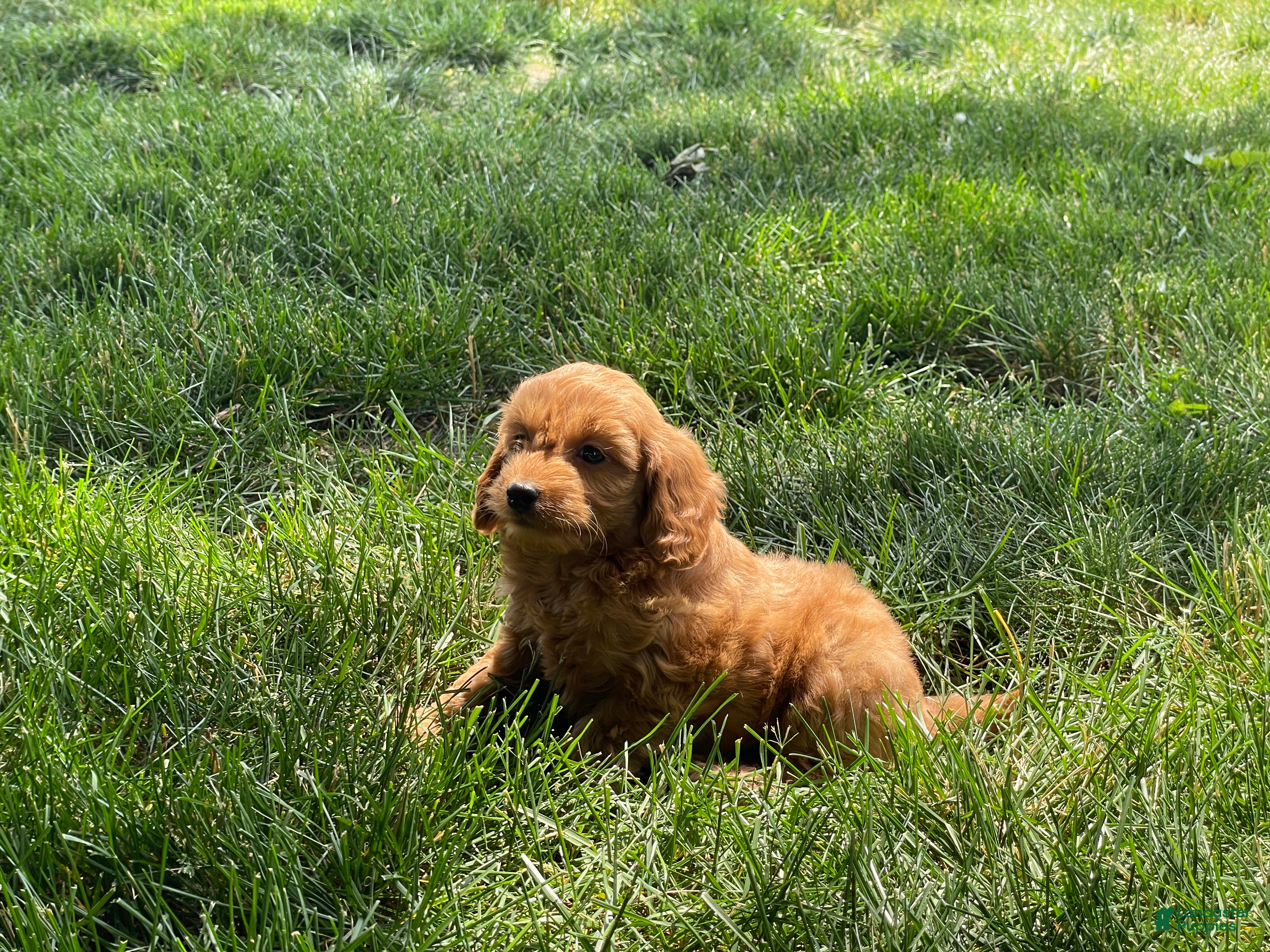 Mini Goldendoodle dogs Molly Mini Goldendoodle  - Ad 2
