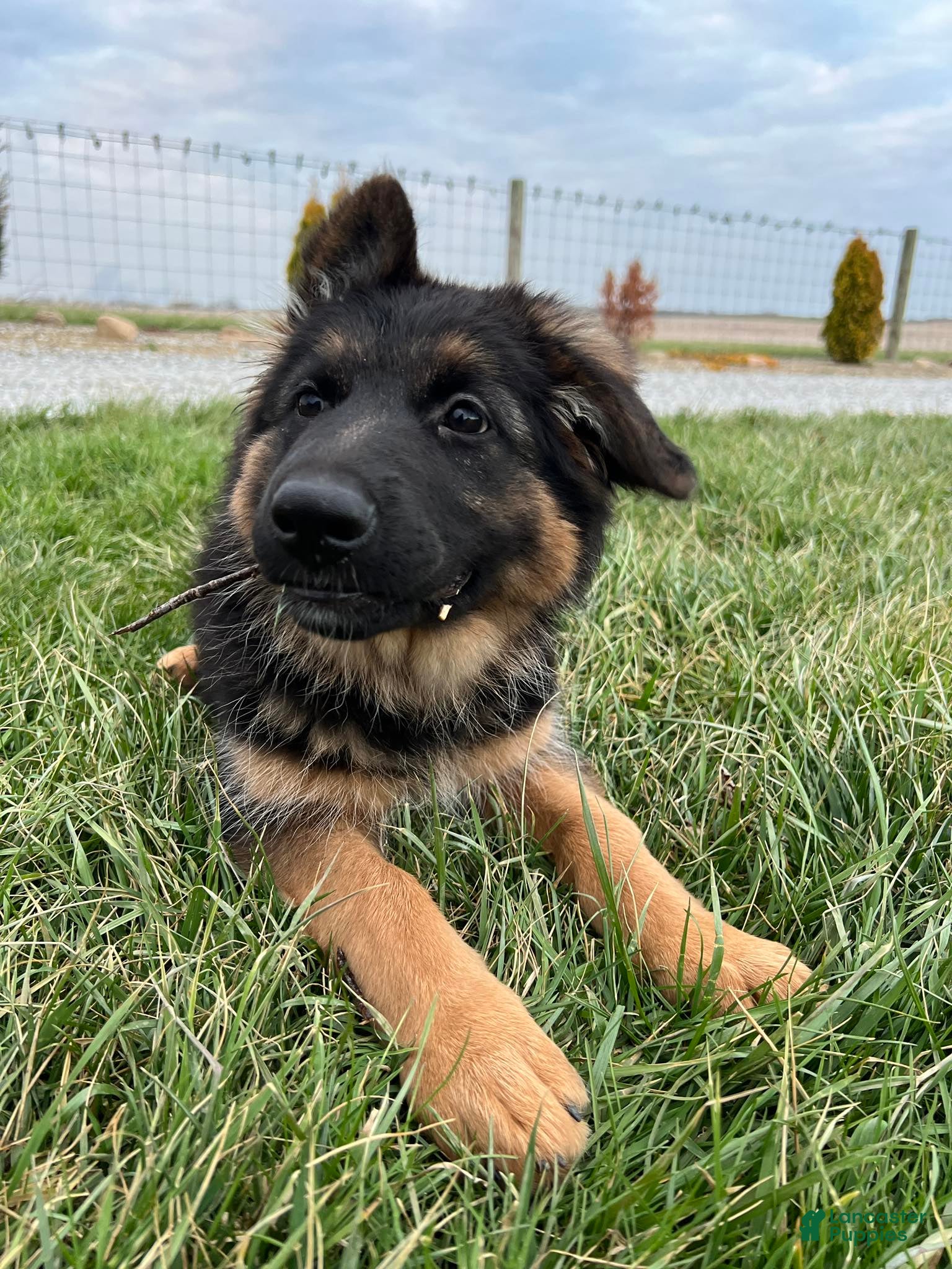 German Shepherd dogs Bree - Ad 1