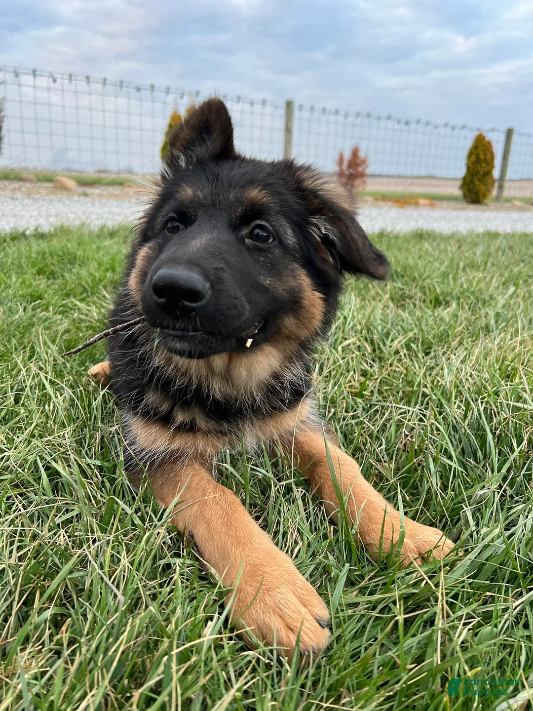 German Shepherd dogs for sale: Bree - Ad 1