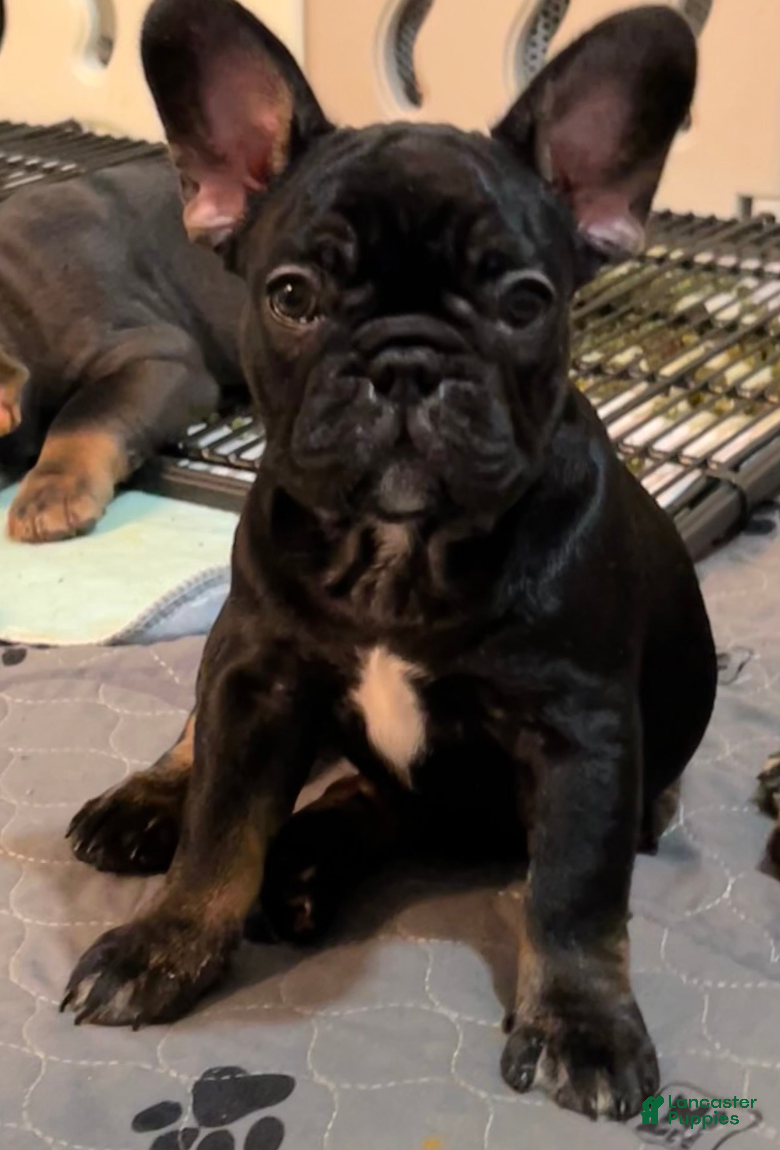 French Bulldog dogs Sesame - Ad 1