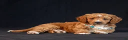 Mini Goldendoodle dogs for sale: Mira - Ad 3