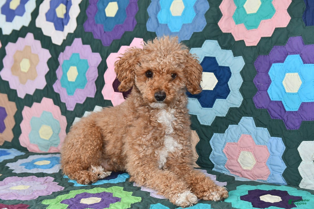 Mixed Breed dogs for sale: Susie - Ad 6