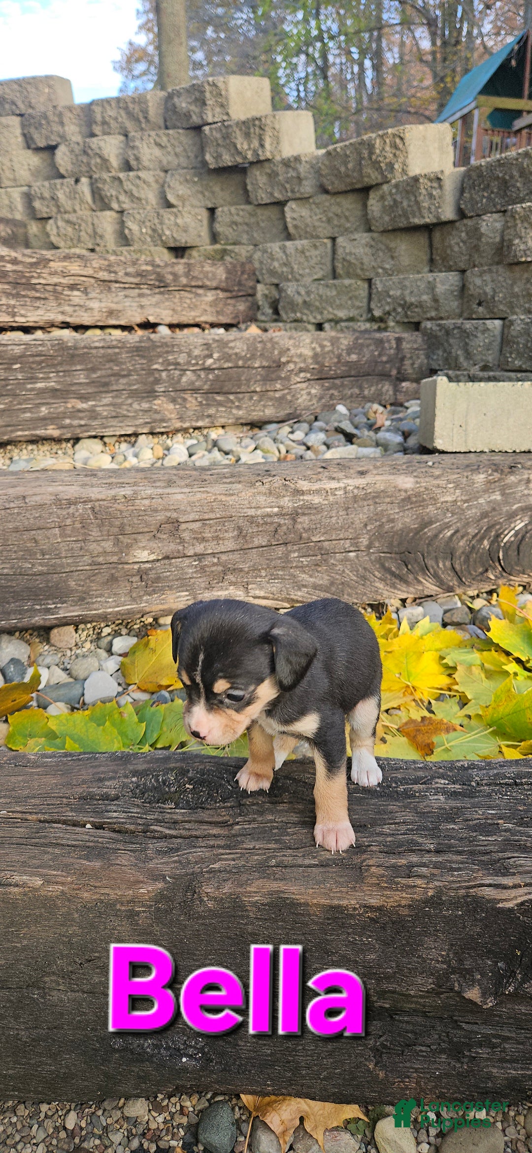 Mixed Breed dogs for sale: Bella  - Ad 6