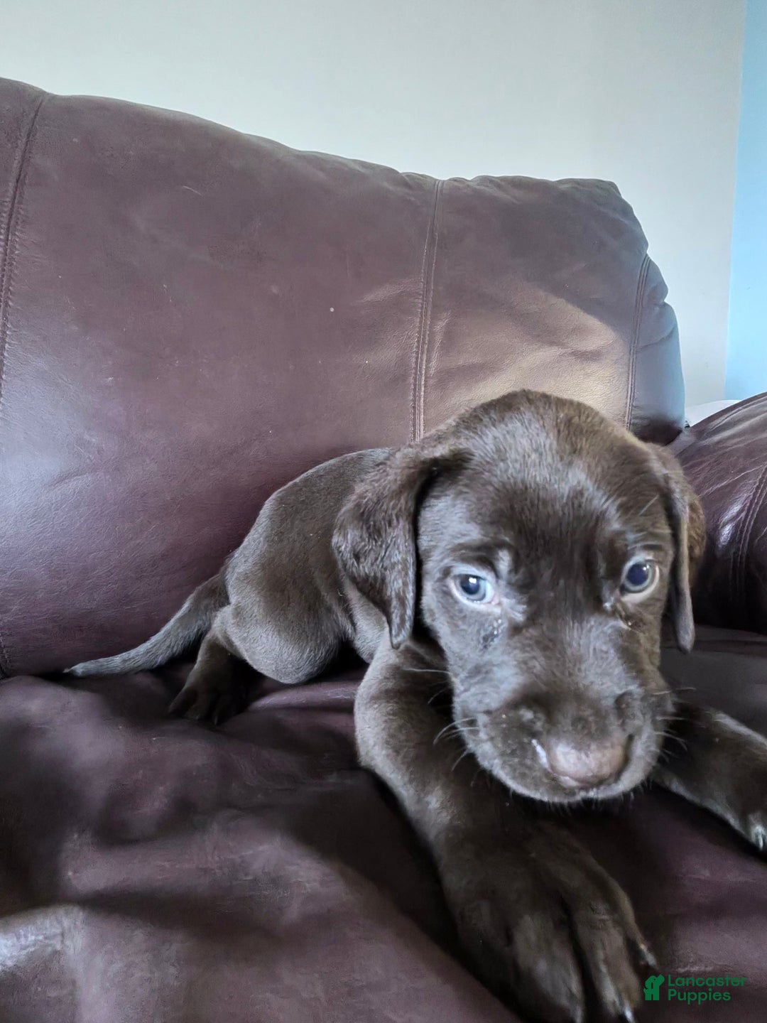 Mixed Breed dogs for sale: Carmella / Cinimini / Honey / Albany / Mini zoo / midnight - Ad 9