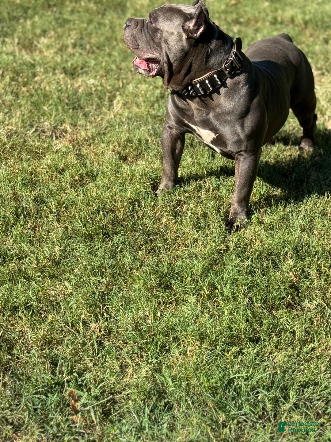 American Bully dogs for stud: American Bully (STUD) - Ad 4