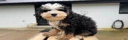 Mini Bernedoodle dogs for sale: Topaz - Ad 2