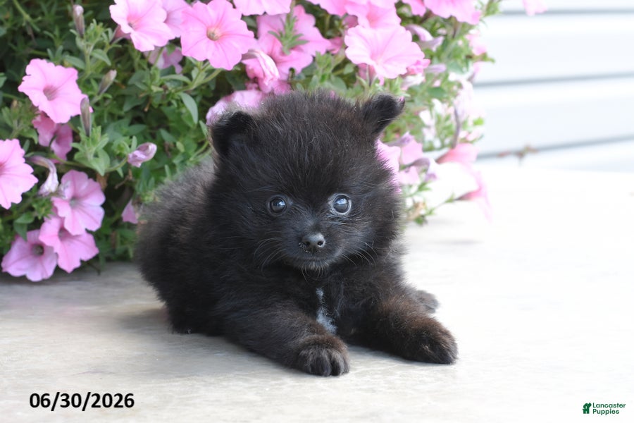 Pomeranian dogs Theo - Ad 2