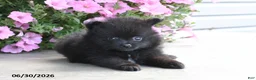 Pomeranian dogs for sale: Theo - Ad 2
