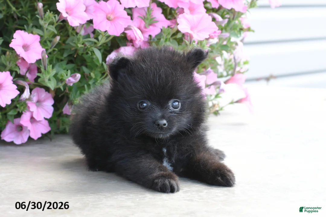 Pomeranian dogs for sale: Theo - Ad 2