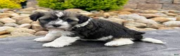 Havanese dogs for sale: Nicki - Ad 2