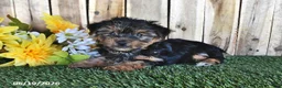 Yorkshire Terrier dogs for sale: Bentley - Ad 3