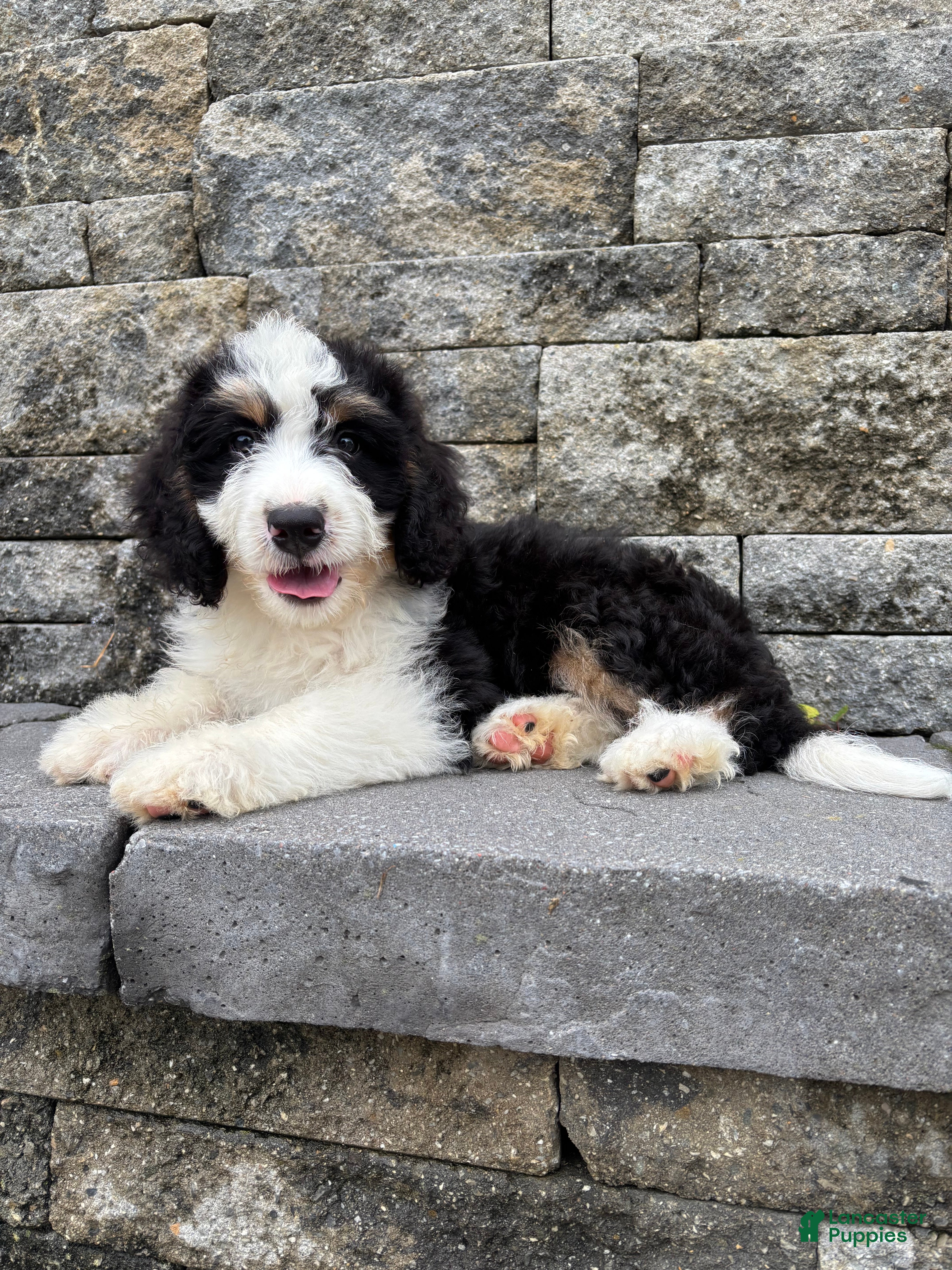 Bernedoodle dogs Sara  - Ad 2