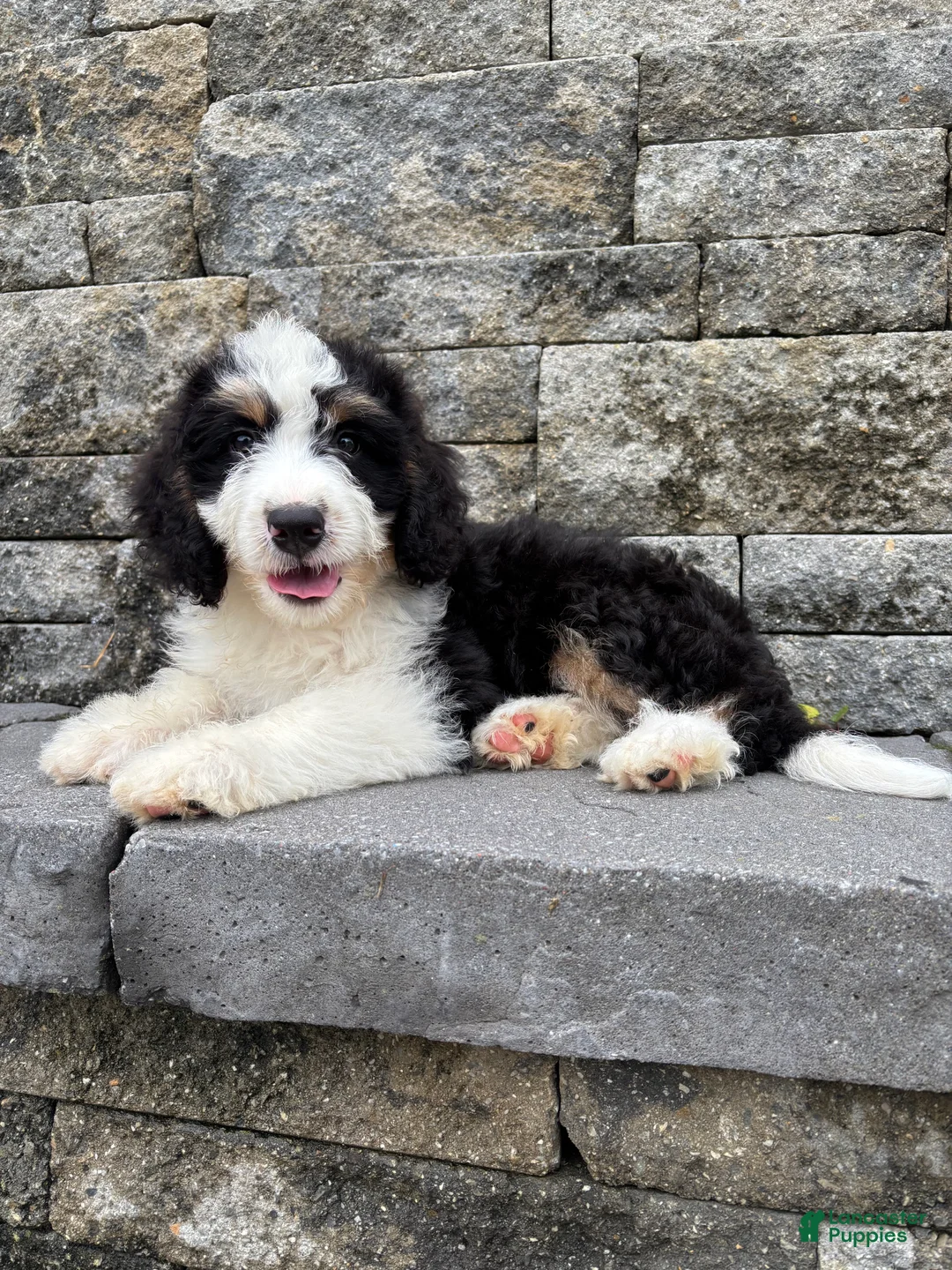 Bernedoodle dogs for sale: Sara  - Ad 2