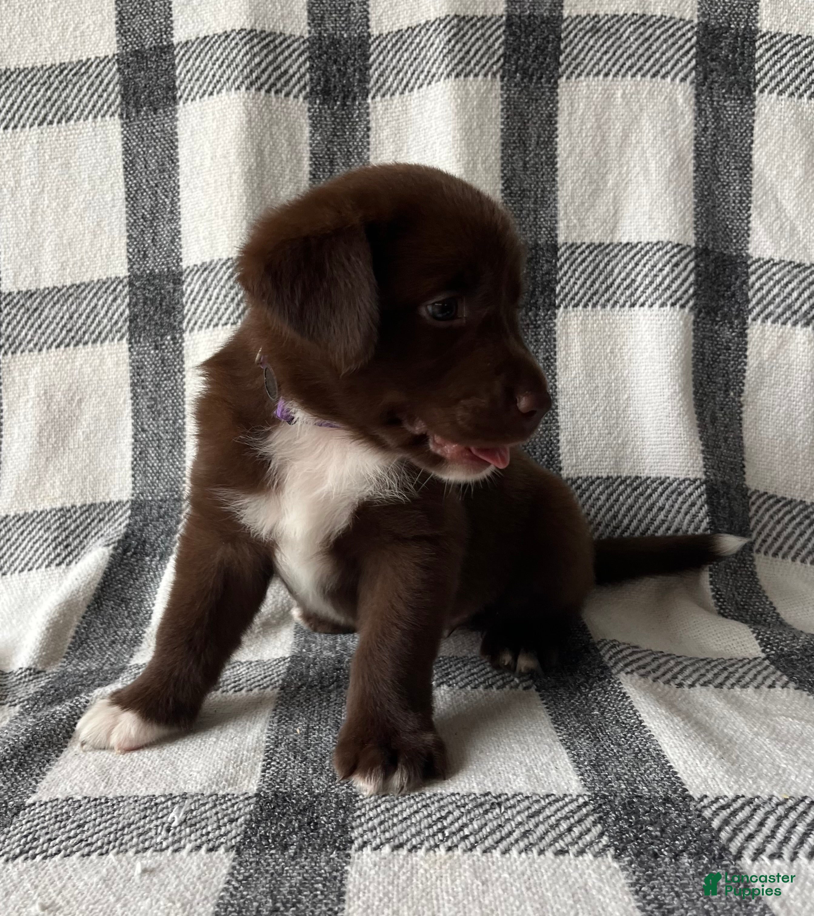 Mixed Breed dogs Daisy  - Ad 2