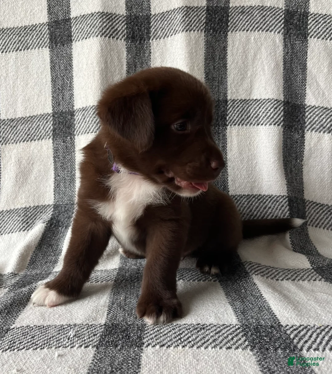 Mixed Breed dogs for sale: Daisy  - Ad 2