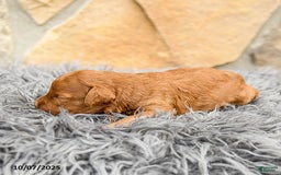 Mini Goldendoodle dogs for sale: Mocha - Image 2