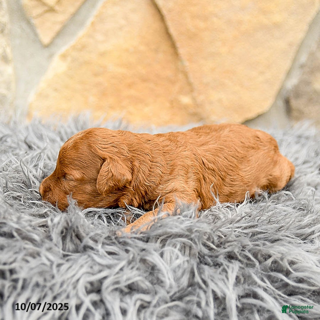 Mini Goldendoodle dogs for sale: Mocha - Image 2