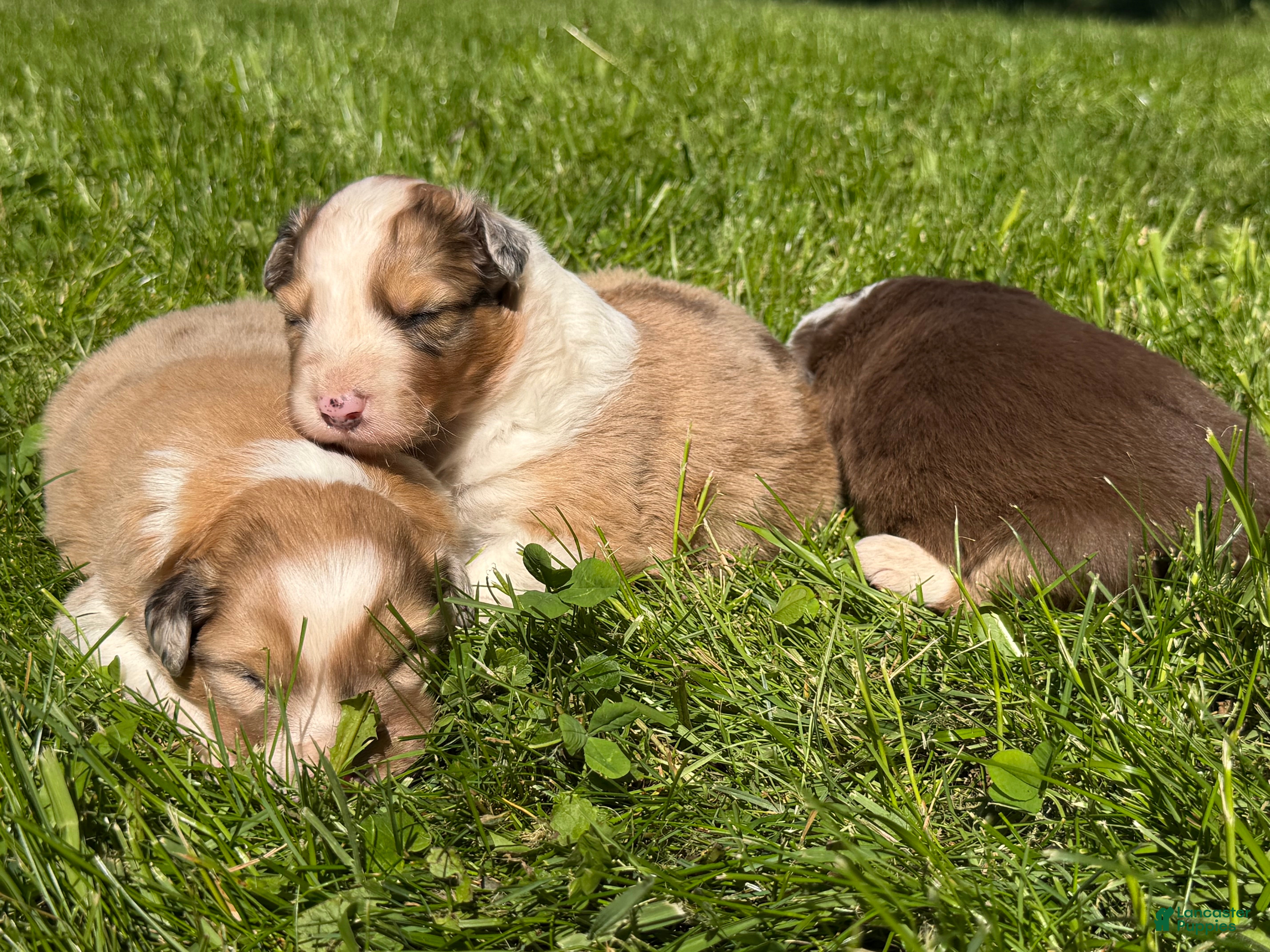 Mixed Breed dogs Mixed Breed 2 - Ad 1