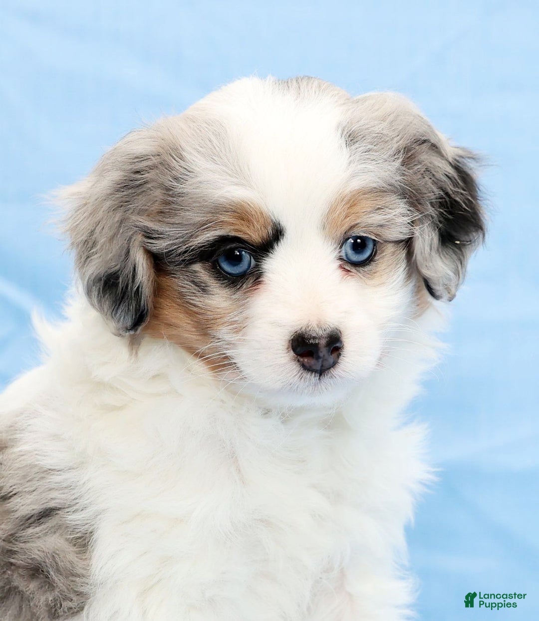 Mini Aussiedoodle dogs for sale: Winnie - Ad 9