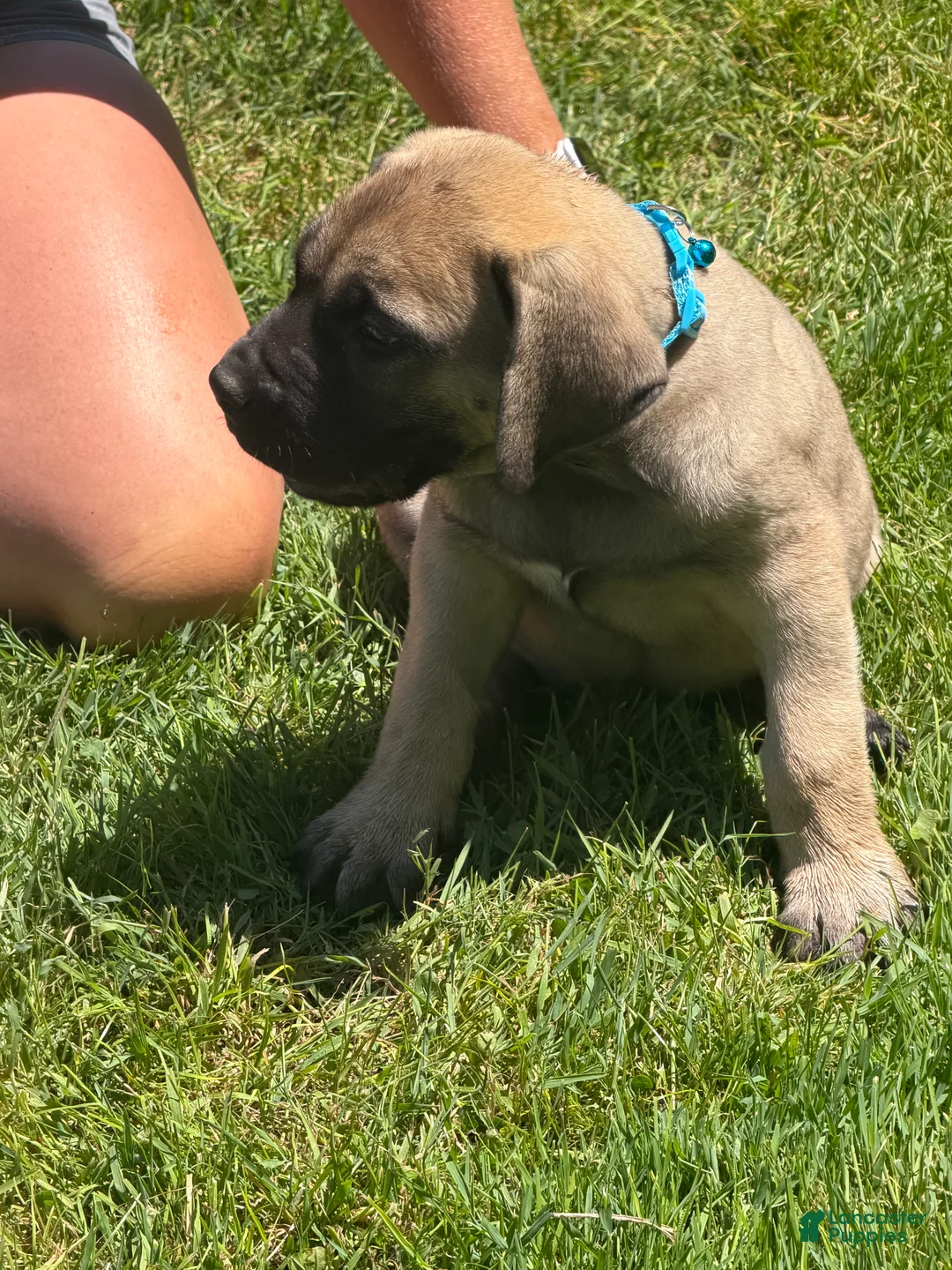 English Mastiff dogs for sale: Puppy 1 - Ad 1