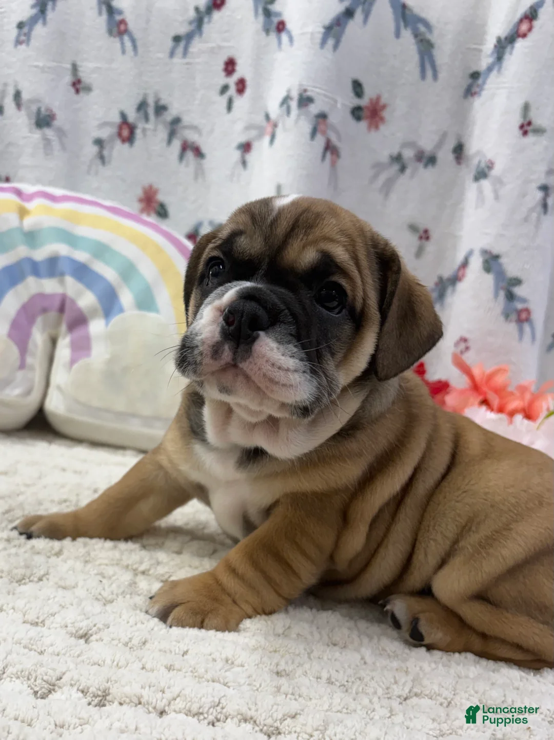 English Bulldog dogs for sale: Lottie - Ad 2