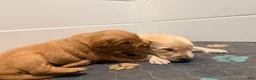 Golden Retriever dogs for sale: Golden Retriever Carmela - Ad 4