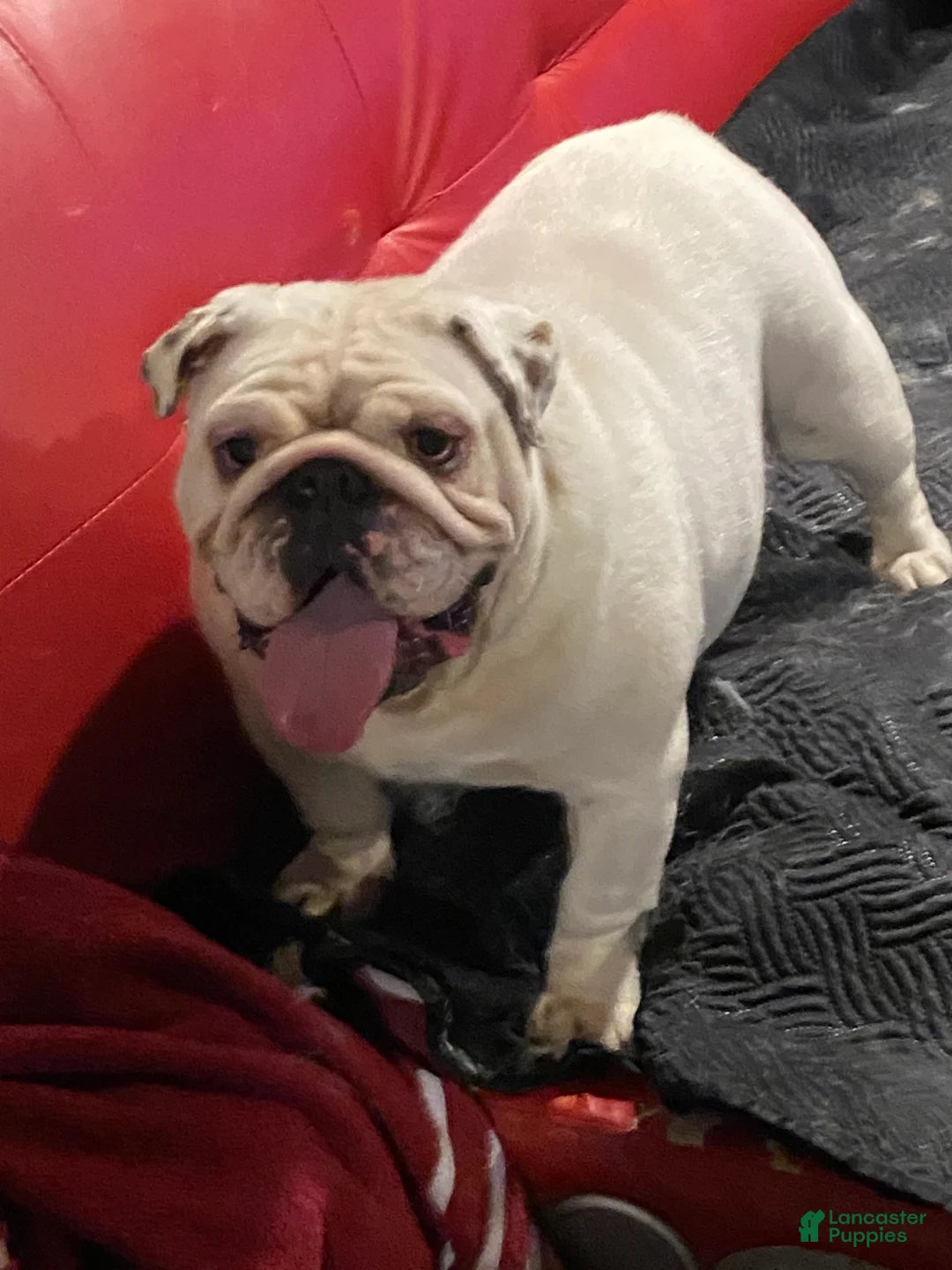 English Bulldog dogs for sale: Retired show female ready for pet home - Ad 5